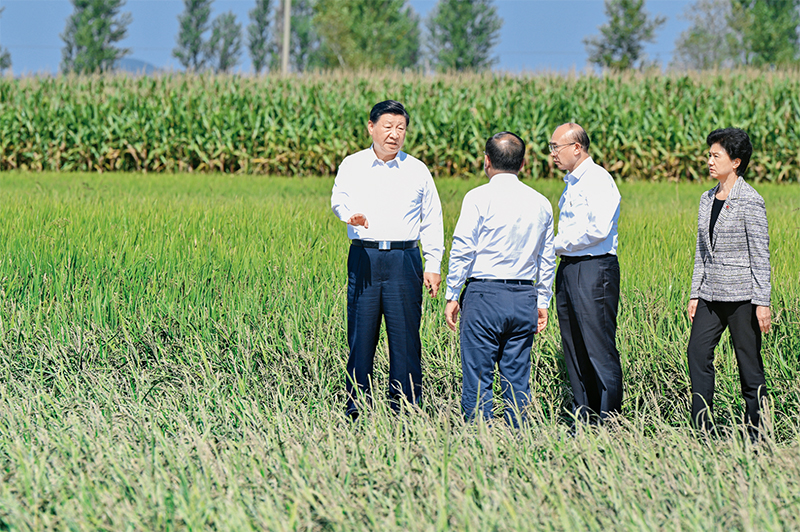 2023年9月6日至8日，中共中央总书记、国家主席、中央军委主席习近平在黑龙江考察。这是7日上午，习近平在遭受洪涝灾害的哈尔滨尚志市老街基乡龙王庙村，察看水稻受灾情况。 新华社记者 殷博古/摄